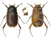 Euserica sp.